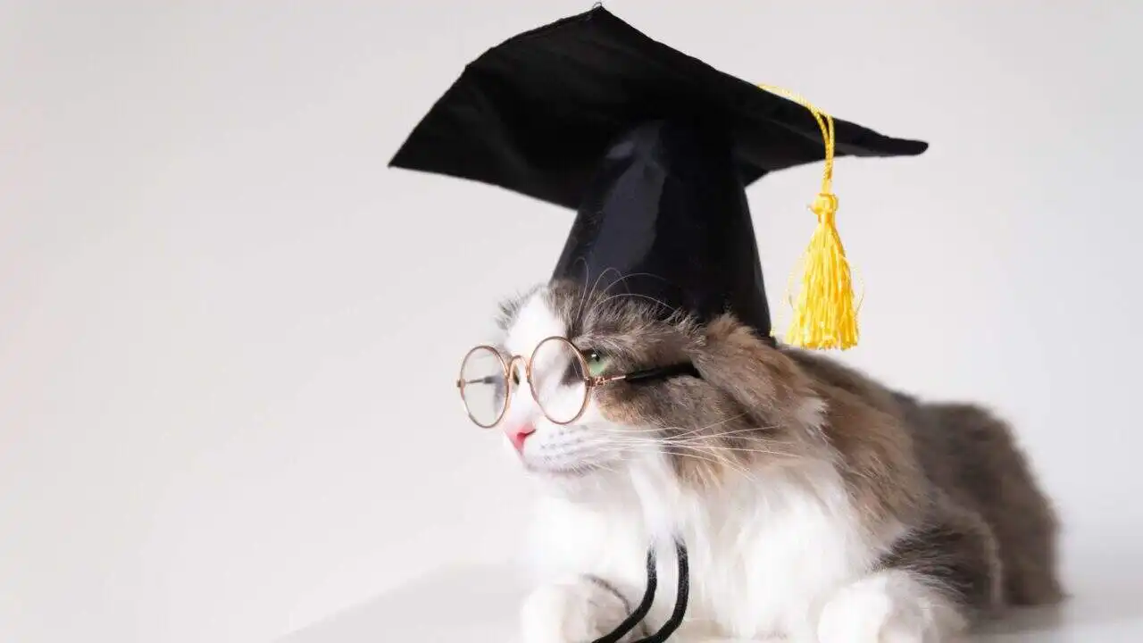 a smart gray cat in a graduation hat and glasses s 2025 03 23 10 30 27 utc 1920x1080 1